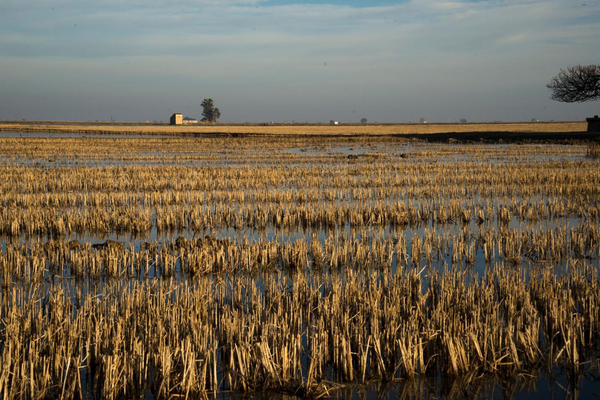 Mas Illa De Riu - Autentica Masia Del Delta Del Ebro Con Capacidad Para 20 Personas - Deltavacaciones Sant Jaume d'Enveja Luaran gambar