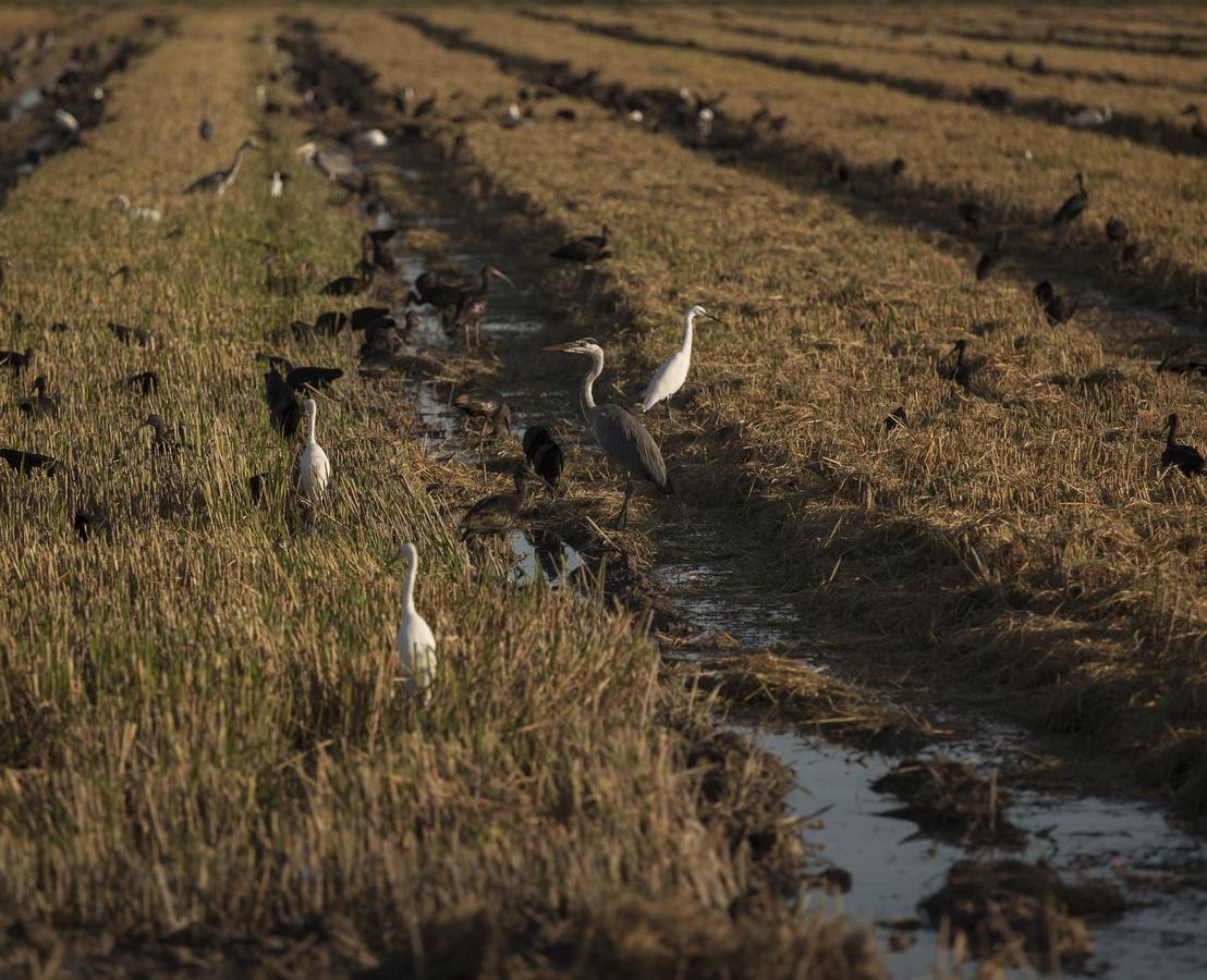 Mas Illa De Riu - Autentica Masia Del Delta Del Ebro Con Capacidad Para 20 Personas - Deltavacaciones Sant Jaume d'Enveja Luaran gambar